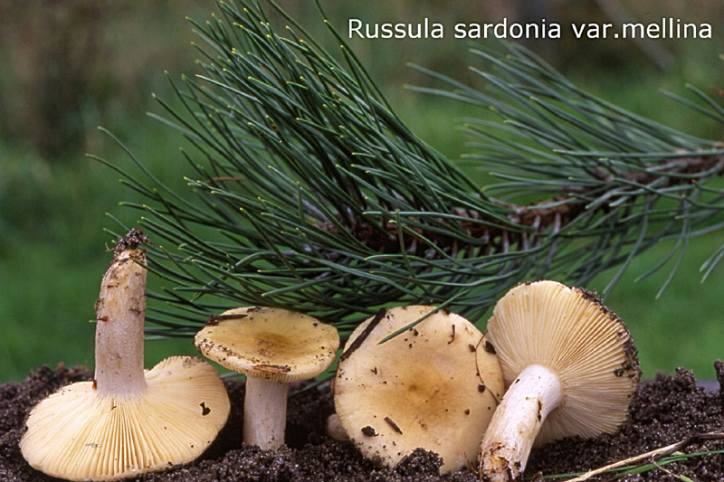 Russula sardonia var.mellina-amf1737.jpg - Russula sardonia var.mellina ; Syn: Russula drimeia f.mellina ; Nom français: Russule sardoine variété jaune